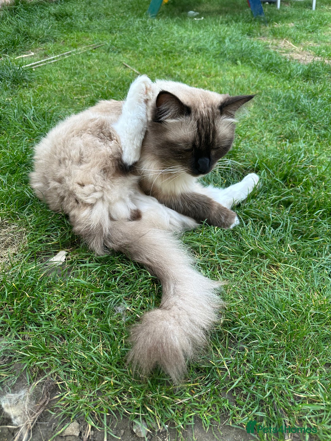 Ragdoll cats for sale: 🐾 Loving 21-Month-Old Male Seal Mitted Ragdoll 🐾 - Image 17