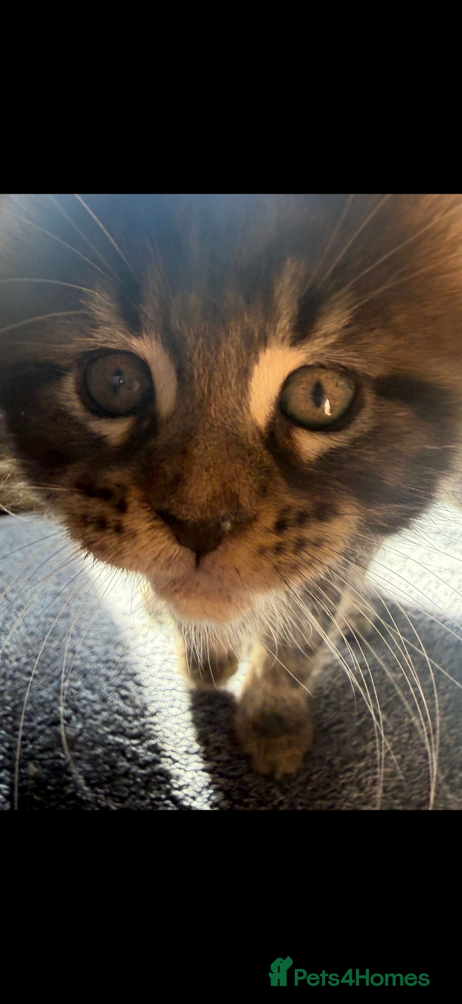 Maine Coon cats Full Maine coon born 14th feb kittens  - Advert 2