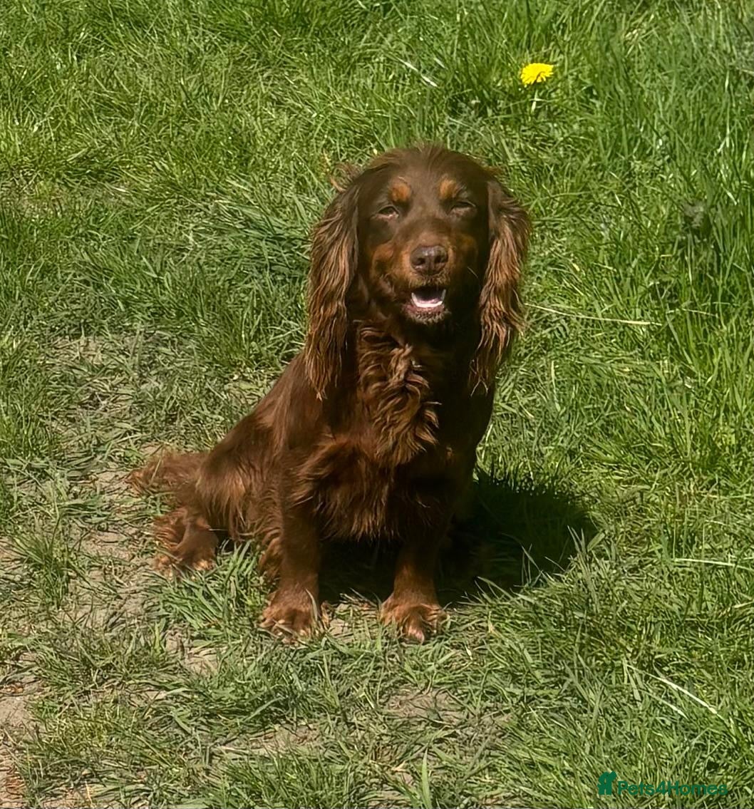 Cocker Spaniel dogs 3YR OLD CHOCOLATE AND TAN GIRL  - Advert 1