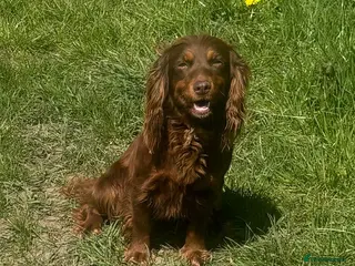 Cocker Spaniel dogs 3YR OLD CHOCOLATE AND TAN GIRL - Advert 2