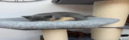British Shorthair cats for sale: British shorthair Kitten  - Advert 11