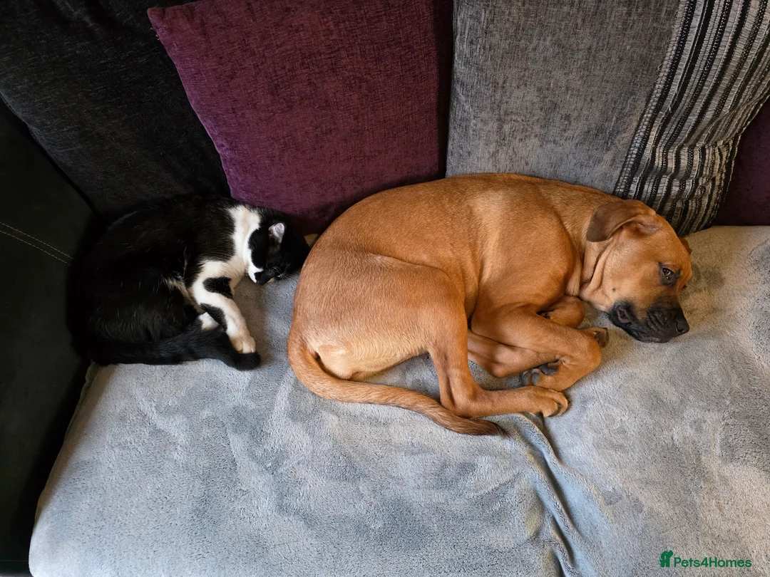 Mixed Breed dogs for sale: 8 month old pup  in Stoke-on-Trent - Advert 2