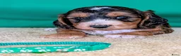 Cockapoo dogs for sale: Your Next Furry Family Member Awaits!  - Advert 8