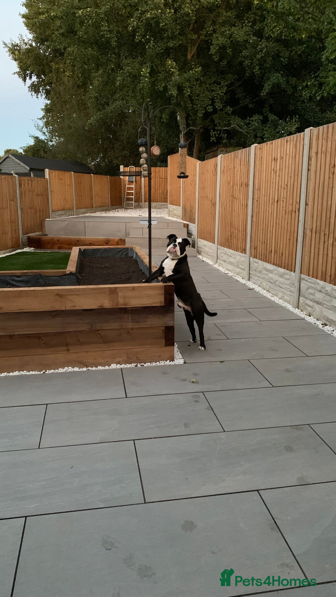 Dorset Olde Tyme Bulldogge dogs for sale: Kong (Old Tyme Bulldog) - Image 6