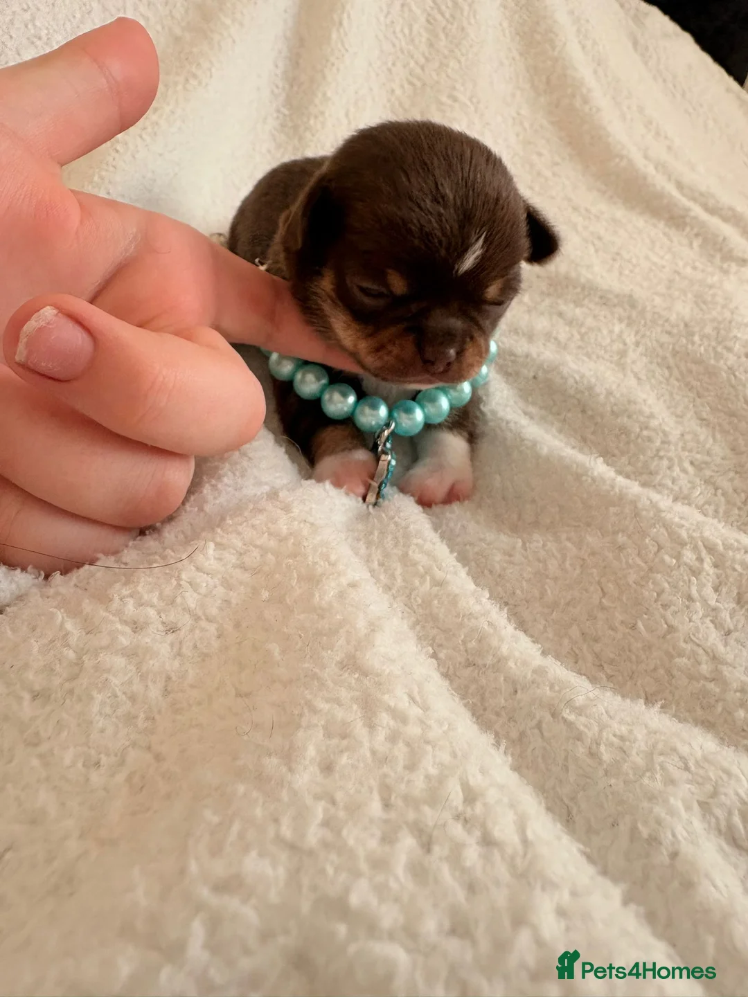 Chihuahua dogs for sale: Apple head Chihuahua puppies for sale!! 🐕 - Advert 18