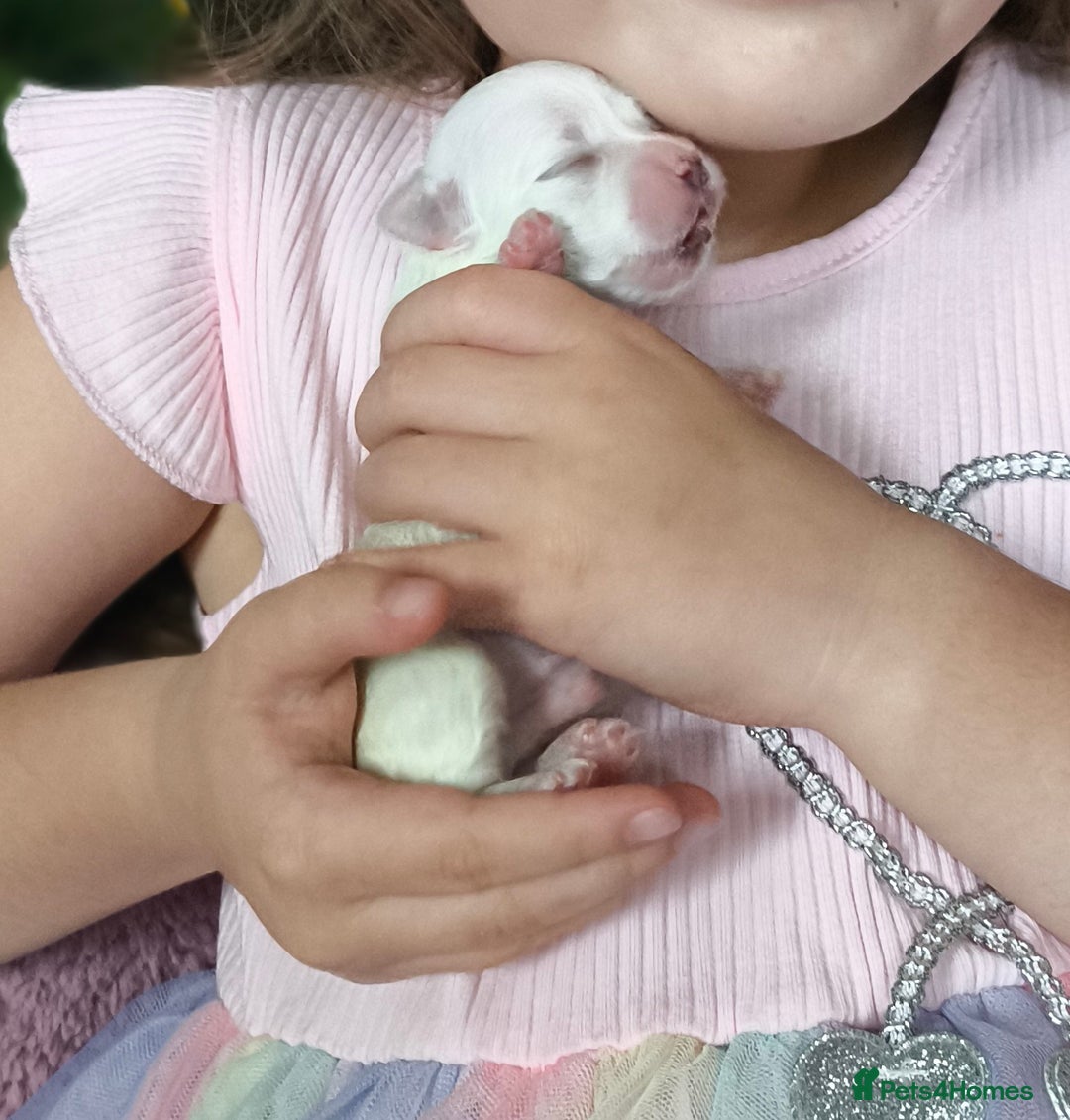 Maltese dogs for sale: Korean line Maltese puppies - Image 7