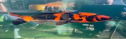 Koi Carp fish for sale: Koi Carp Reducing Sock  in Norwich - Advert 8