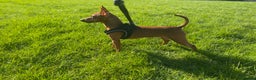 Miniature Pinscher dogs for sale: Pure 100% Miniature Pinscher-Licensed Breeder🐾❤️  - Advert 17