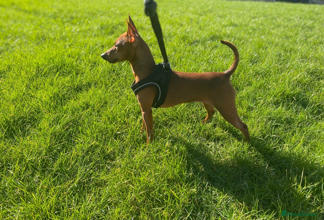 Miniature Pinscher dogs for sale: Pure 100% Miniature Pinscher-Licensed Breeder🐾❤️  - Image 17