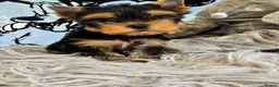 Yorkshire Terrier dogs for sale: Top quality puppies in Altrincham - Advert 4