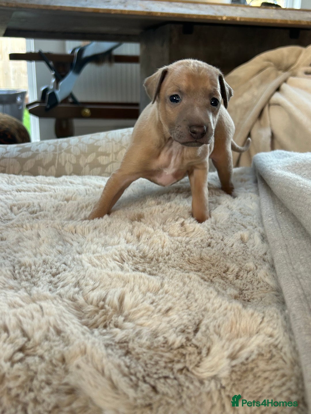 Italian Greyhound dogs for sale: Beautiful KC Reg Italian Greyhound puppies  - Advert 4