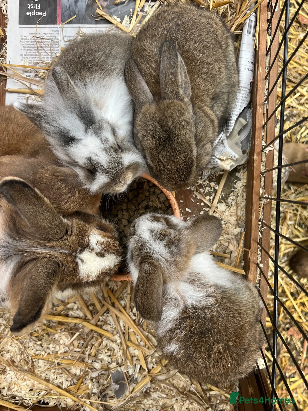 Mixed Breed rabbits for sale: Baby rabbits  - Advert 10