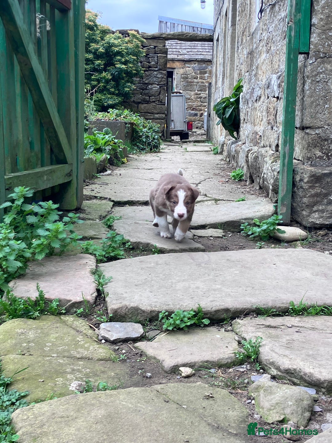 Border Collie dogs for sale: Beautiful litter of border collies - Image 10