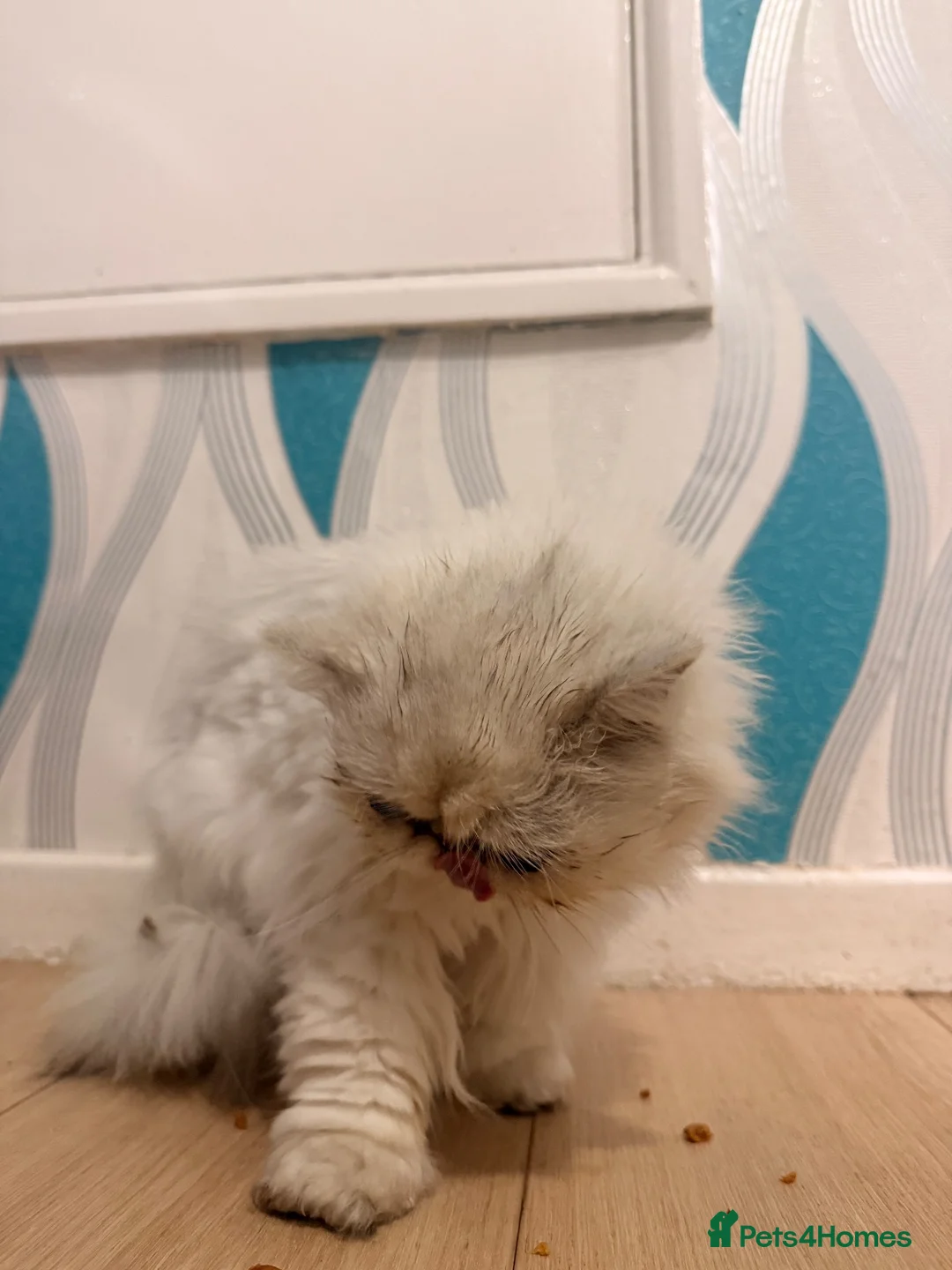 Persian cats for sale: White heaven chinchilla Persian female - Advert 6