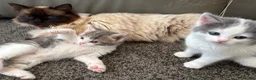 Mixed Breed cats for sale: Beautiful long haired Ragdoll cross kittens - Advert 8