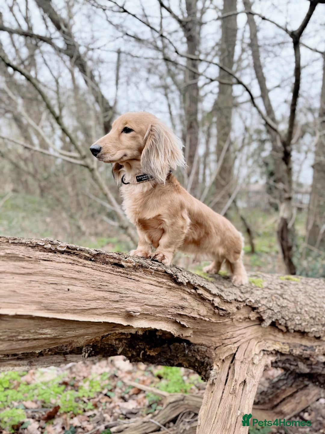 Miniature Dachshund dogs for stud: ✨Shaded Cream Miniature Dachshund✨ - Advert 1