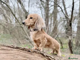 Miniature Dachshund dogs ✨Shaded Cream Miniature Dachshund✨ - Advert 2