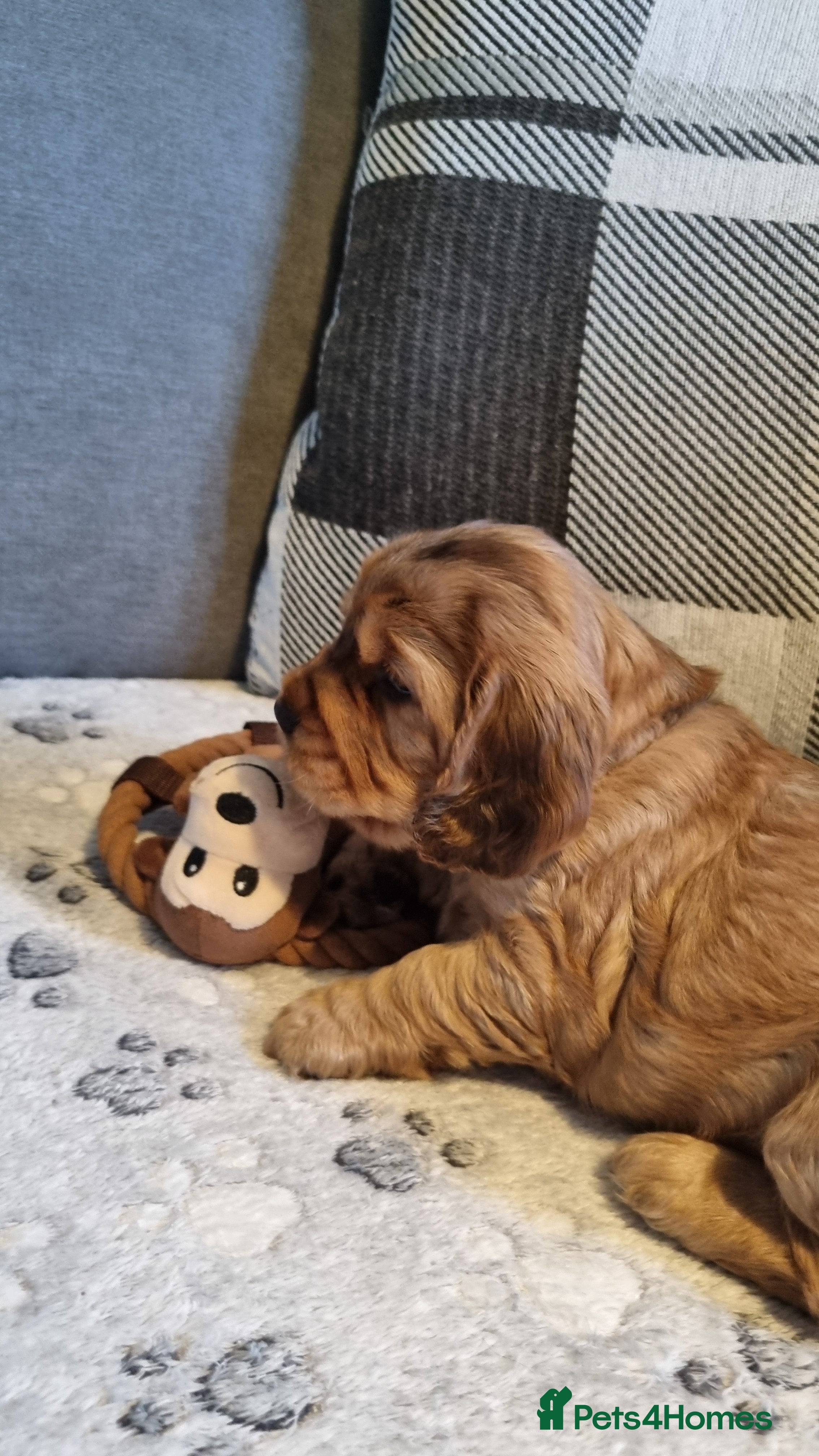 Cocker Spaniel dogs for sale: 🐾 Beautiful Show Type Cocker Spaniel Puppies - Advert 21