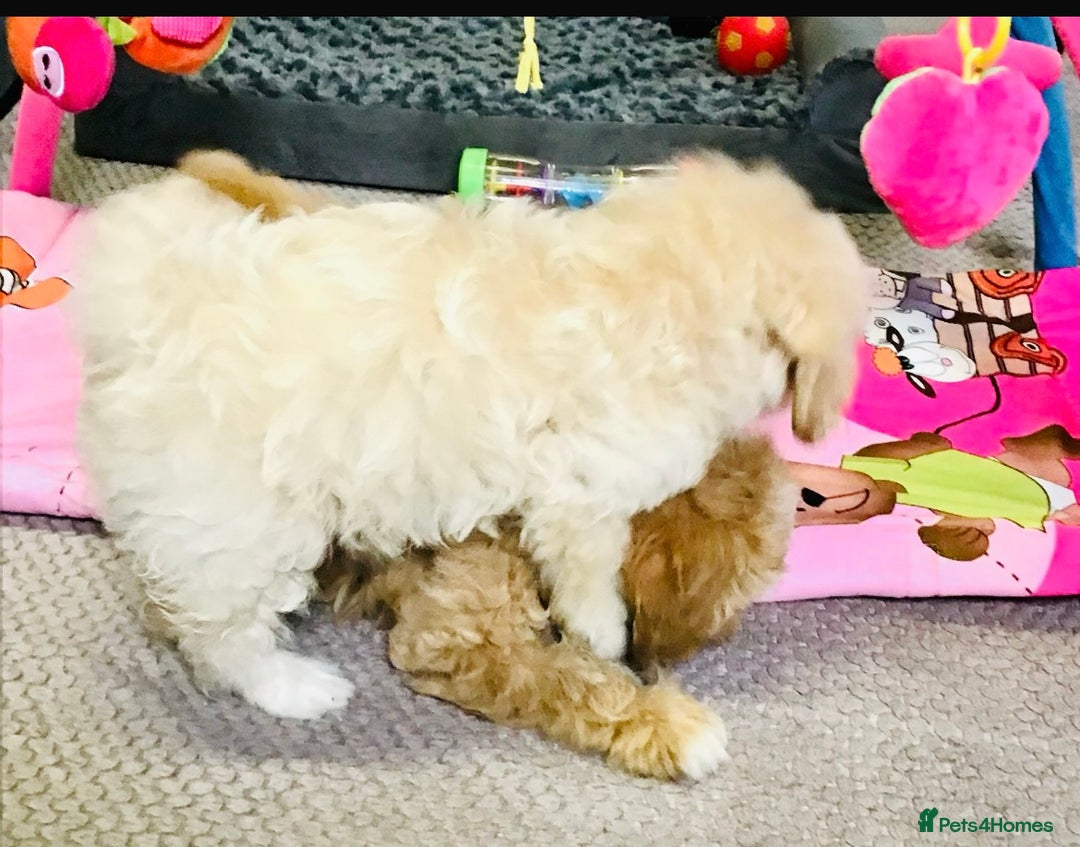 Cavapoo dogs for sale: 🩷F1b CAVAPOO GIRLS~ READY FOR NEW HOMES 🩷 - Image 9