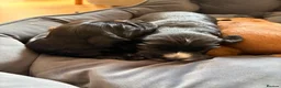 Cocker Spaniel dogs for sale: Litter of Cute Cocker Spaniels in Liverpool - Advert 19
