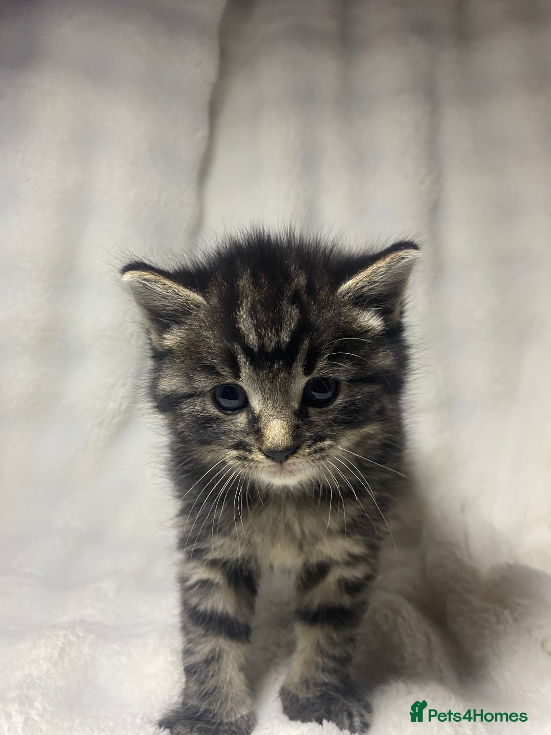 American Shorthair cats for sale: Grey Adorable Kitten Awaiting Its Forever Home🏡 - Advert 1