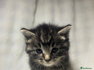 American Shorthair cats Grey Adorable Kitten Awaiting Its Forever Home🏡 - Advert 1