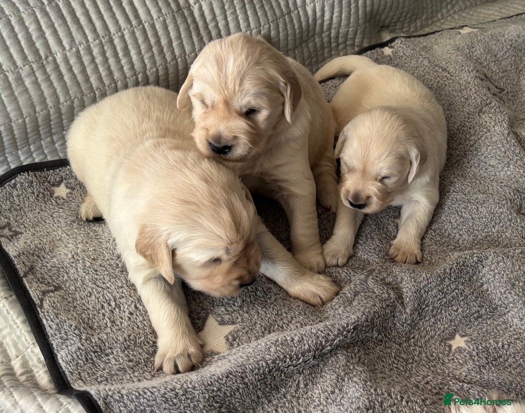 Golden Retriever dogs for sale: 3 beautiful Golden Retriever puppies  - Image 18