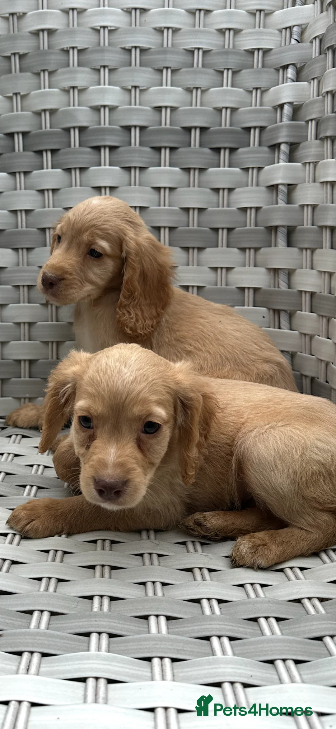 Cocker Spaniel dogs for sale: Cocker spaniels  - Advert 4