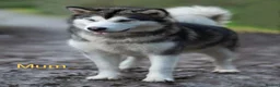 Alaskan Malamute dogs for sale: Pedigree Alaskan Malamute puppies  - Advert 5