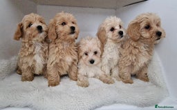 Maltipoo dogs for sale: Adorable Maltipoo Pups - Image 1