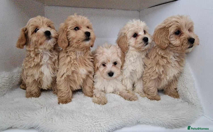 Maltipoo dogs - Advert 1