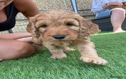 Cockapoo dogs for sale: Westcraigs Cockapoos - Image 9