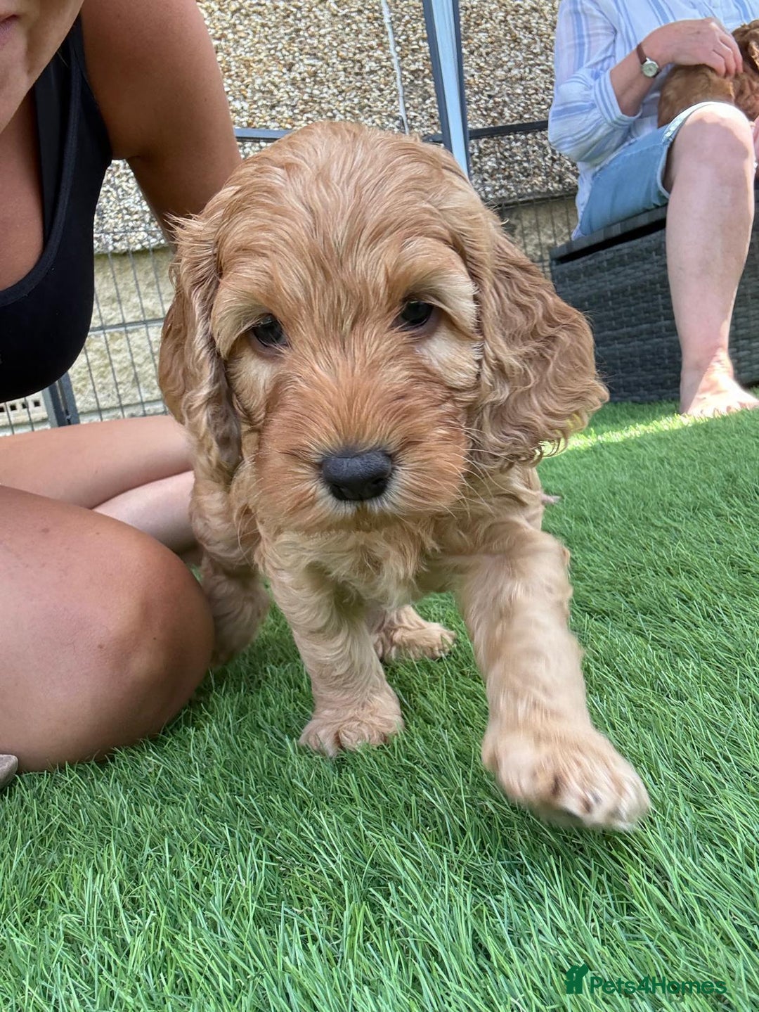 Cockapoo dogs for sale: Westcraigs Cockapoos - Image 9