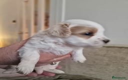 Maltipoo dogs for sale: Minnies maltipoos  - Image 11