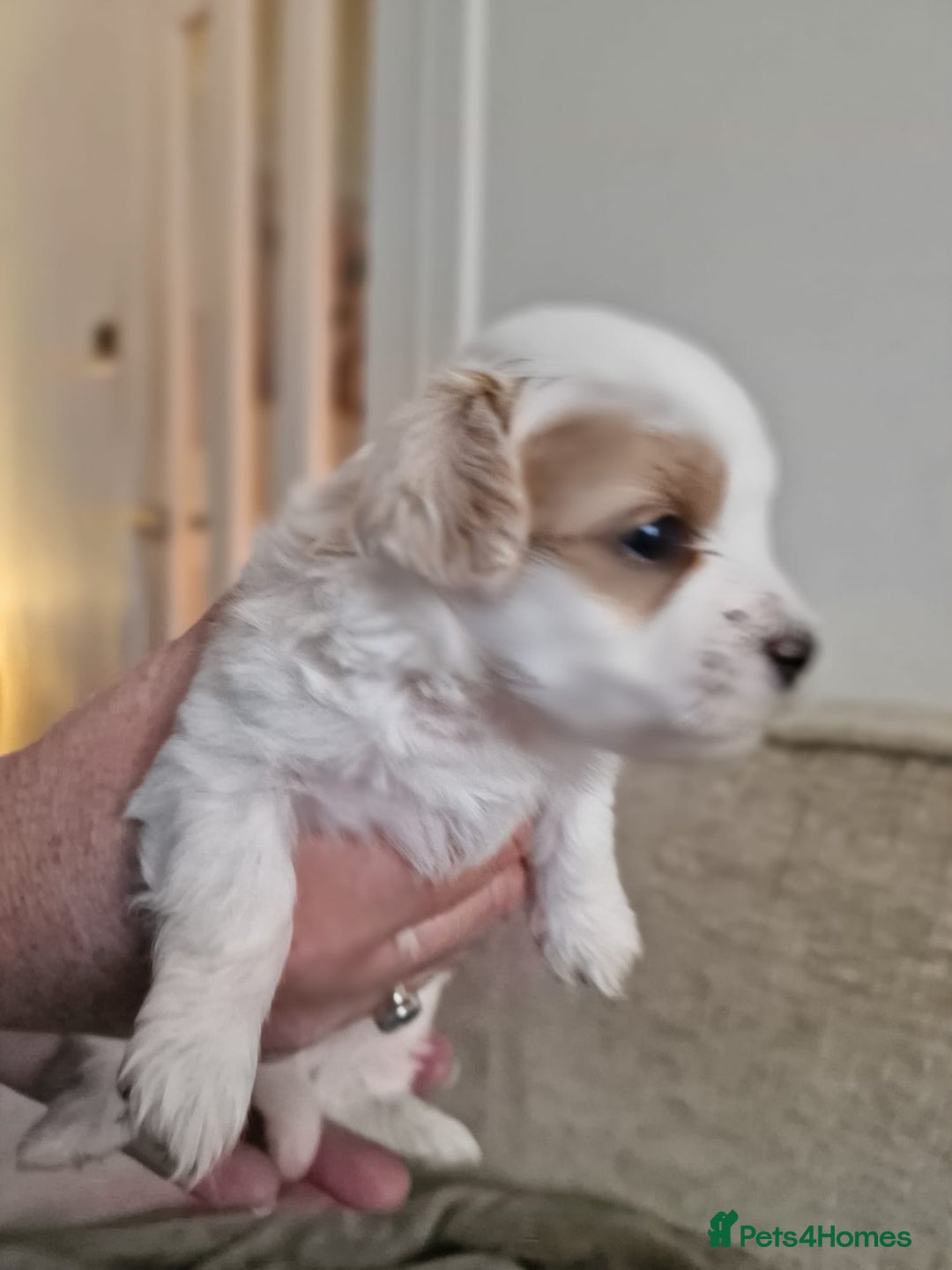 Maltipoo dogs for sale: Minnies maltipoos  - Image 11