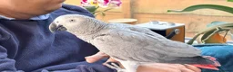 Parrots birds for sale: Krypto the amazing talking african grey in Solihull - Advert 3