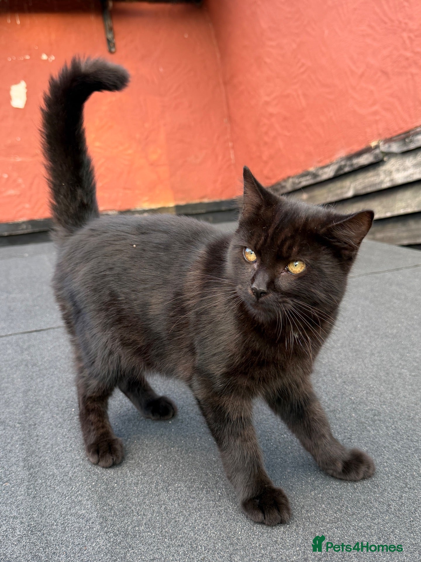 Mixed Breed cats Beautiful Friendly Kittens - Advert 18