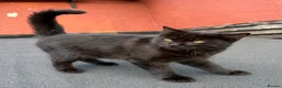 Mixed Breed cats for sale: Beautiful Friendly Kittens - Advert 6
