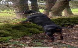 Dobermann dogs for sale: *Stunning Top/Best Bloodline Dobermanns For Sale* - Image 14