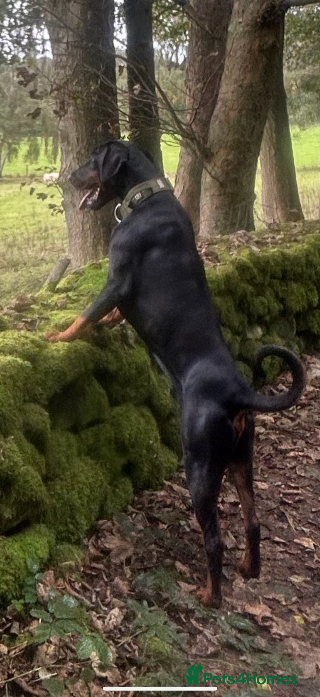 Dobermann dogs for sale: *Stunning Top/Best Bloodline Dobermanns For Sale* - Image 14