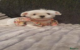 Bichon Frise dogs for sale: Small in weight and hight ,beautiful Toto is ready - Image 2
