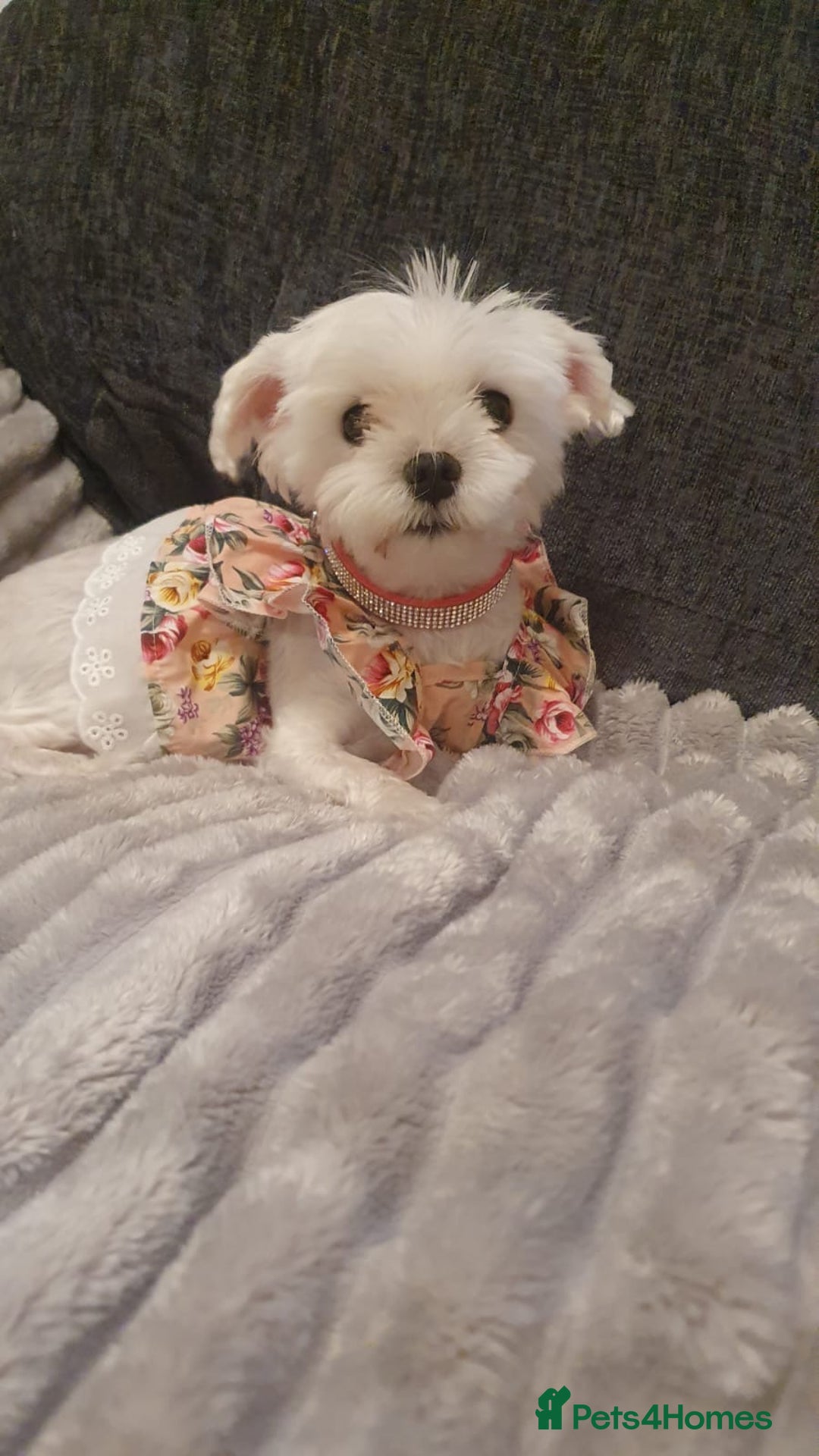 Bichon Frise dogs for sale: Small in weight and hight ,beautiful Toto is ready - Image 2