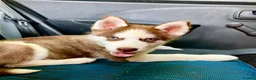 Siberian Husky dogs for sale: Beautiful Purebred Red Siberian Husky Girls - Advert 23
