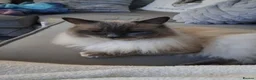 Turkish Angora cats for sale: Ragdoll mix Turkish Angora Kittens  in Batley - Advert 4