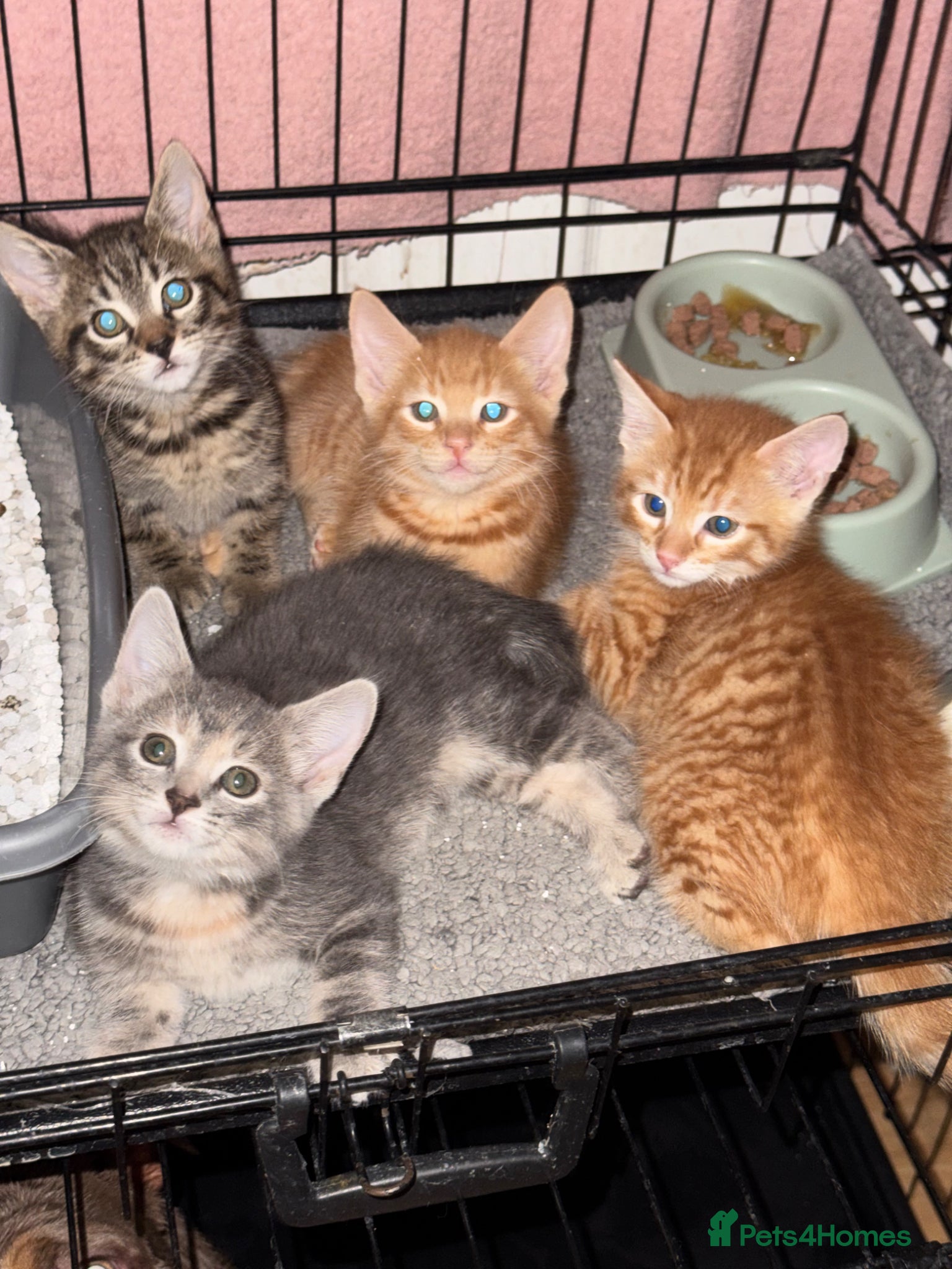 American Shorthair cats for sale: Ready To Leave Today please read full advert pleas - Advert 1