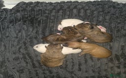 Mixed Breed dogs for sale: Pups ready around the 19th December  - Image 4
