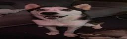 Siberian Husky dogs for sale: 3 husky puppies! in Stevenage - Advert 4