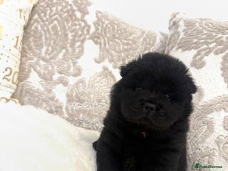 Chow Chow dogs Last female reduced KC REG! Ready to leave now!! - Advert 1