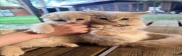 Scottish Fold cats for sale: Cute Scottish Fold Kittens 🐾 - Advert 11