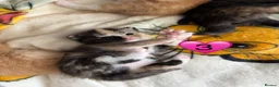 Domestic Shorthair cats for sale: Beautiful Kittens  in Sheerness - Advert 5